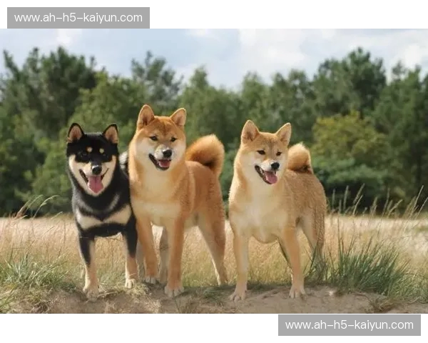 忠诚的巅峰对垒：秋田vs柴犬，谁才是你灵魂深处的“梦中情犬”？